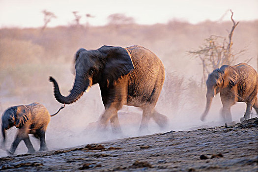 非洲象,跑,非洲