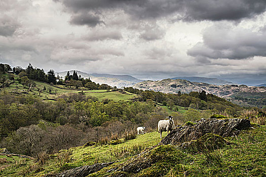 绵羊,山坡,风景,湖区,英格兰,风暴,白天