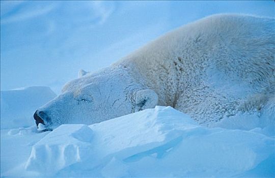 北极熊,卧,雪中,丘吉尔市,曼尼托巴,加拿大