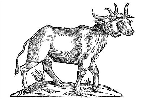 木刻,二头肌,母牛,一个,两个,头部,1642年,17世纪,文艺复兴
