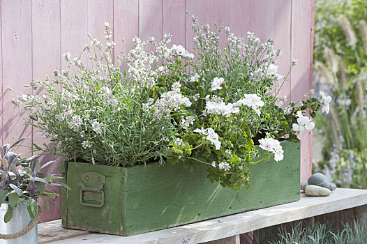 绿色,木盒,白色,天竺葵,珍珠