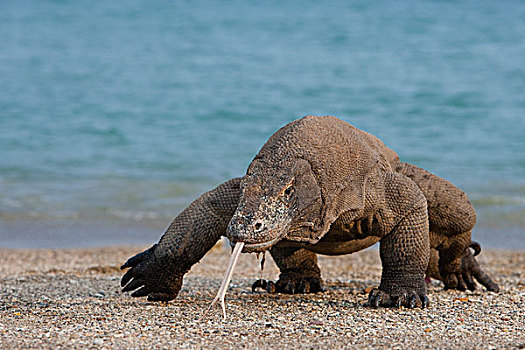 科摩多巨蜥,科摩多龙,海滩,舌头,科莫多岛,科莫多国家公园,印度尼西亚