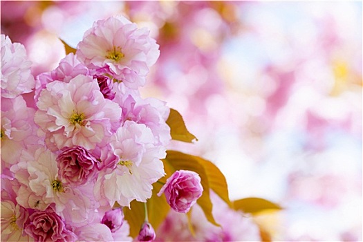 粉色,樱花,春天,果园