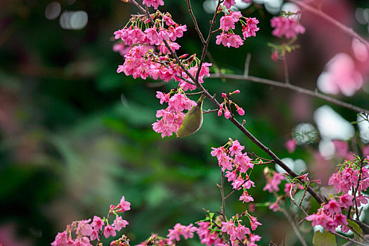 阴雨天小鸟穿梭在美丽的樱花树上