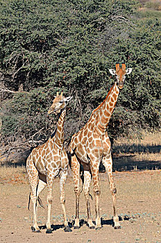 长颈鹿,雄性,雌性,站立,卡拉哈迪大羚羊国家公园,北开普,南非,非洲