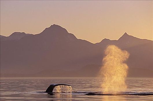 阿拉斯加,通加斯国家森林,鲸尾叶突,驼背鲸,日落
