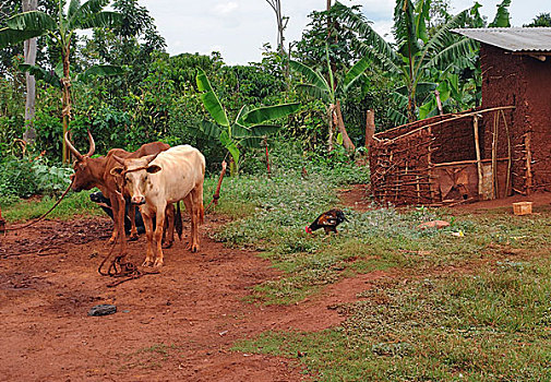 牛,乌干达