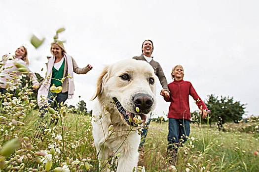 幸福之家,跑,宠物,狗,公园