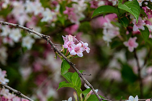 立夏,锦带花开