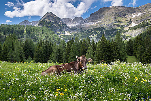 母牛,花,草地,上奥地利州,奥地利,欧洲