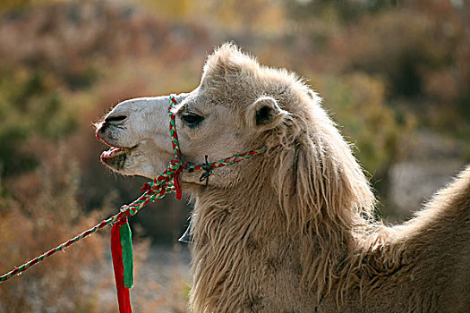 新疆,老人,维吾尔族,胡子,礼帽,拉骆驼,骆驼客