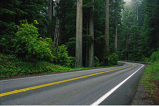 道路,树林,加利福尼亚,美国