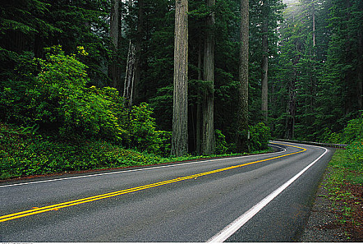 道路,樹林,加利福尼亞,美國