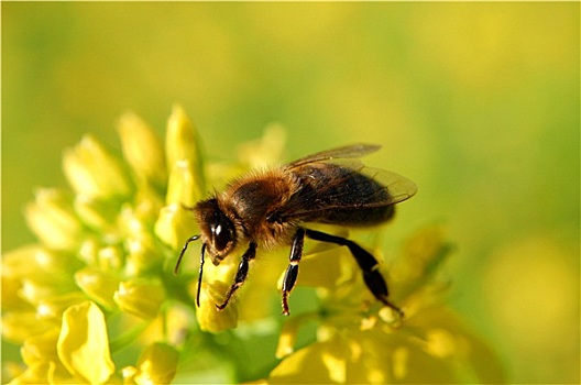 蜜蜂,芥末,花