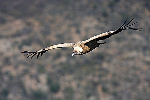 半狮半鹫的怪兽,秃鹰,飞行,蒙弗拉格,国家,公园,西班牙,欧洲