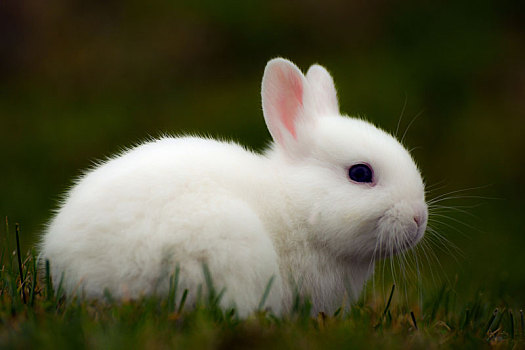 白色,兔子,草丛