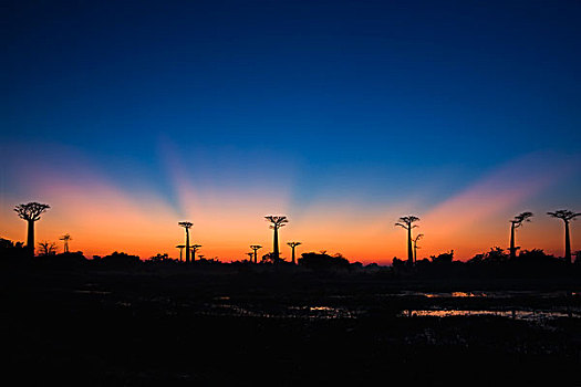 黎明,上方,道路,猴面包树,穆龙达瓦,马达加斯加