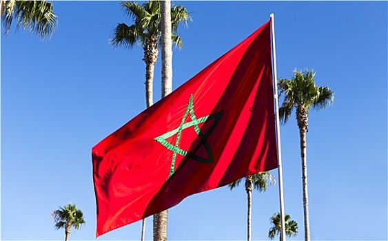 红色,摩洛哥人,旗,飘扬,棕榈树