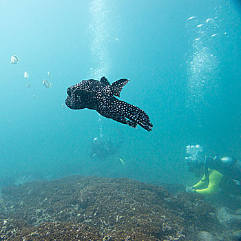 水下视角,鱼肉,潜水,伊斯塔帕,墨西哥