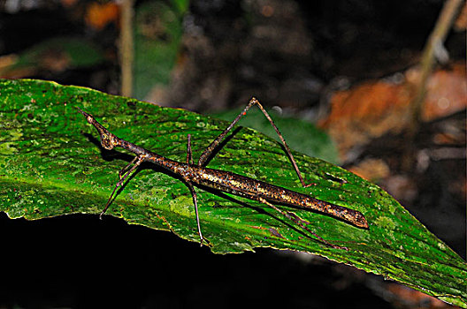 蝗虫,棍,成年,休息,叶子,国家公园,亚马逊河,厄瓜多尔,南美