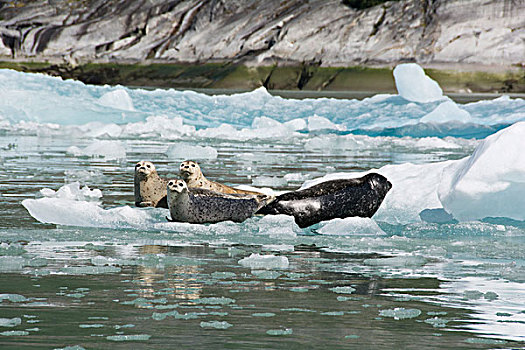 四个,斑海豹,冰山,恩迪科特湾,阿拉斯加,晴天