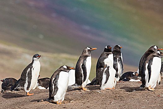巴布亚企鹅,福克兰群岛,栖息地,彩虹