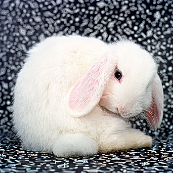 小,白色,兔子