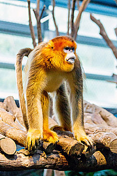 香港海洋公园内的国家一级保护动物,世界级珍稀物种,川金丝猴