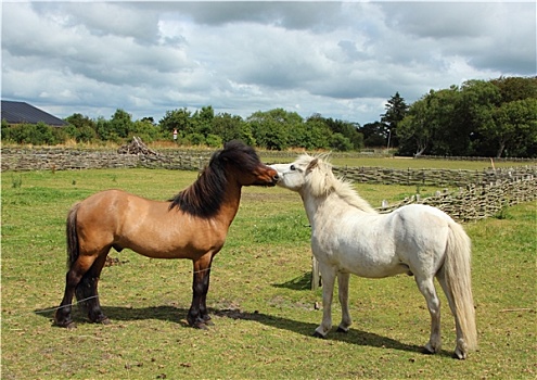 两个,马,吻,青草,地点