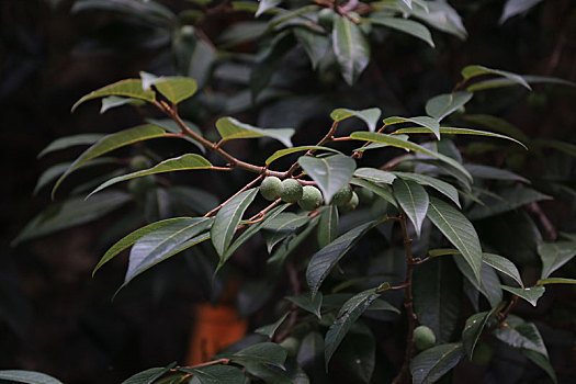 藏南地区千年菩提树