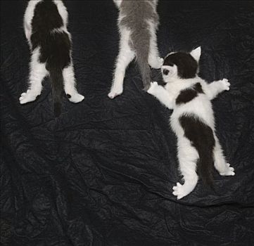小猫,攀登,向上,黑色
