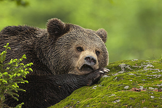 雄性,棕熊,巴伐利亚森林国家公园,巴伐利亚,德国