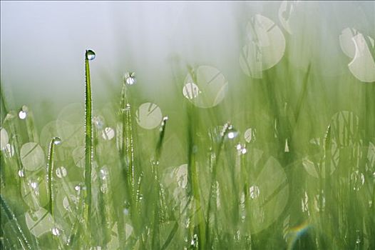 水滴,草地