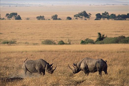 黑犀牛,大草原,就绪,战斗,马赛马拉国家保护区,肯尼亚