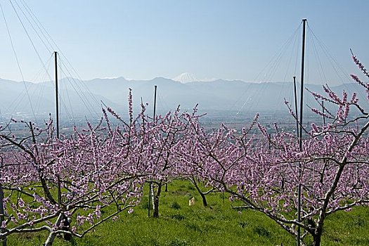 桃树,山,富士山