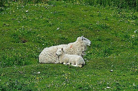 母羊,羊羔,卧,草场,苏格兰,英国,欧洲