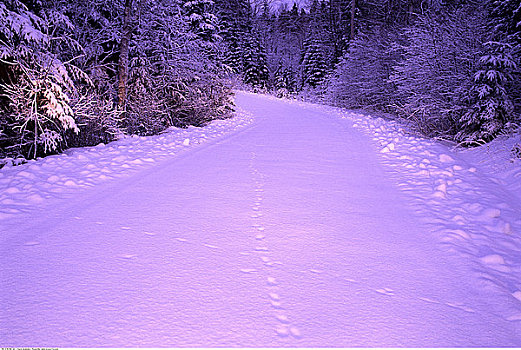 道路,树,冬天,阿尔冈金省立公园,安大略省,加拿大
