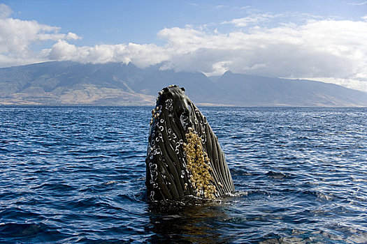 夏威夷,毛伊岛,驼背鲸,大翅鲸属,鲸鱼,海岸线,头部,高处,表面