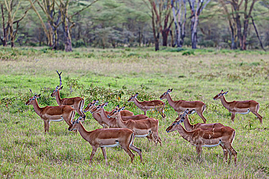 雌性,黑斑羚,纳库鲁湖国家公园,肯尼亚,东非,非洲