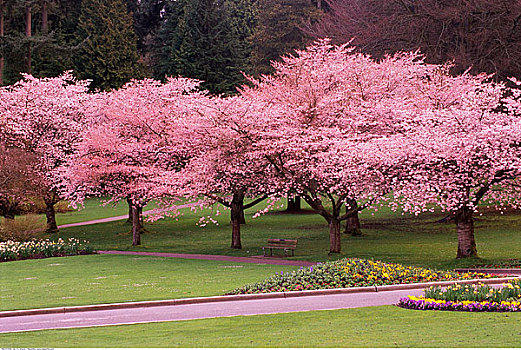 樱桃树,史坦利公园,温哥华,不列颠哥伦比亚省,加拿大