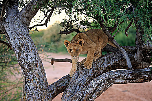 狮子,幼兽,四个,树上,禁猎区,卡拉哈里沙漠,北角,南非,非洲