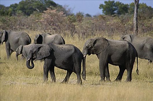 非洲象,万基国家公园,津巴布韦