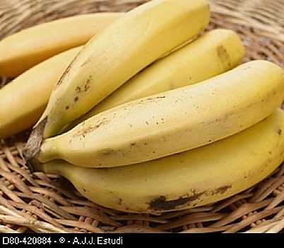 加纳利群岛,香蕉