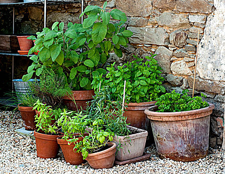 锅,药草,花园