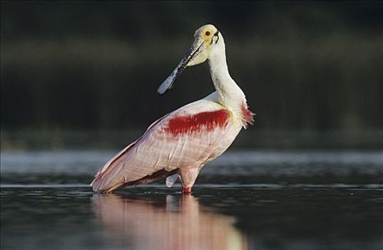粉红琵鹭,成年,雄性,湿地,德克萨斯,美国