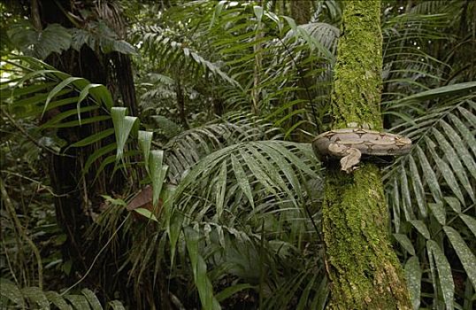 大蟒蛇,盘绕,苔藓,树干,雨林,南美