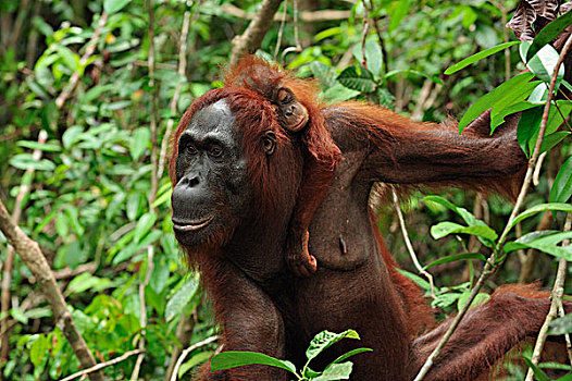 猩猩,黑猩猩,女性,睡觉,幼兽,露营,檀中埠廷国立公园,婆罗洲,印度尼西亚