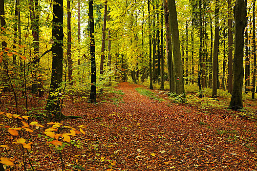 小路,彩色,树林,秋天,弗兰哥尼阶,瑞士,中间,弗兰克尼亚,巴伐利亚,德国,欧洲