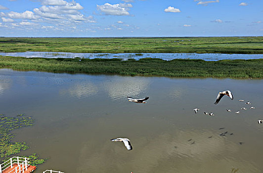 斑头雁,大雁湖