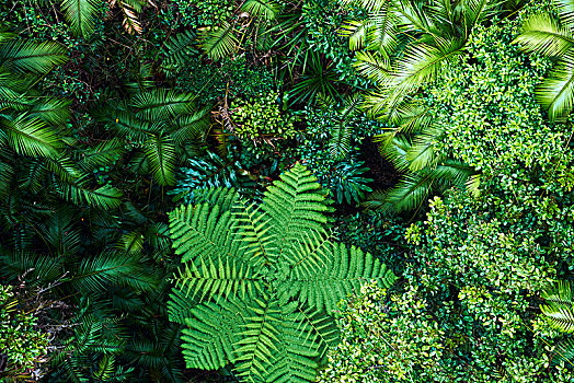 俯视,雨林,生长,阿瑟顿高原,靠近,库兰达,昆士兰,澳大利亚